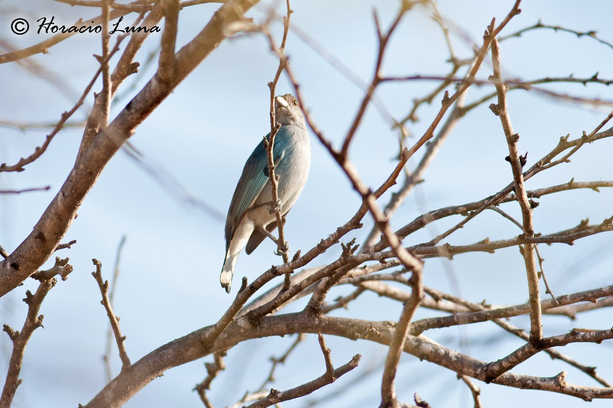 Glaucous Tanager - ML56916791