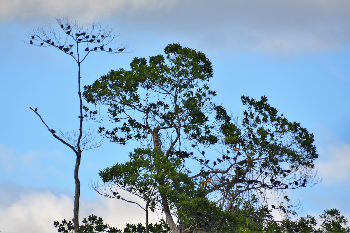 Metallic Starling (Metallic) - ML569167961