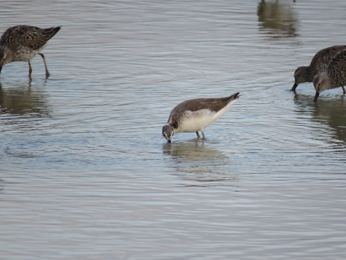 Wilson's Phalarope - ML569168231