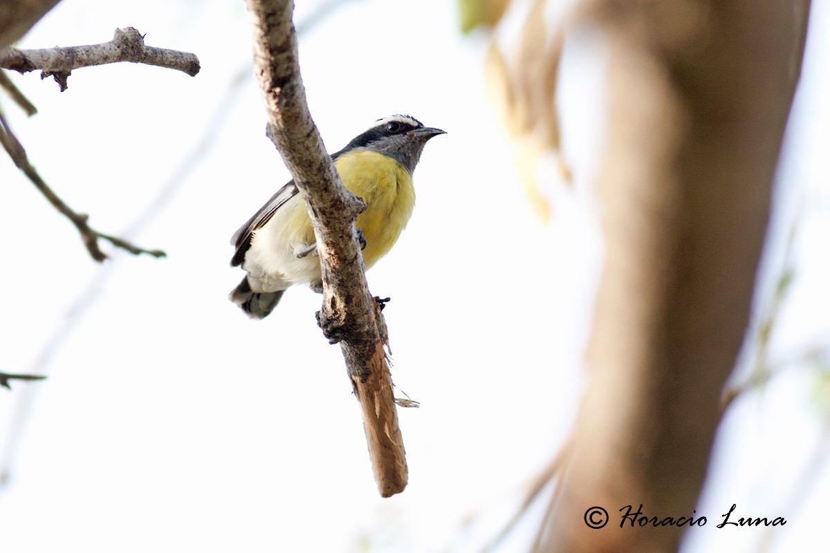 Bananaquit - ML56916831