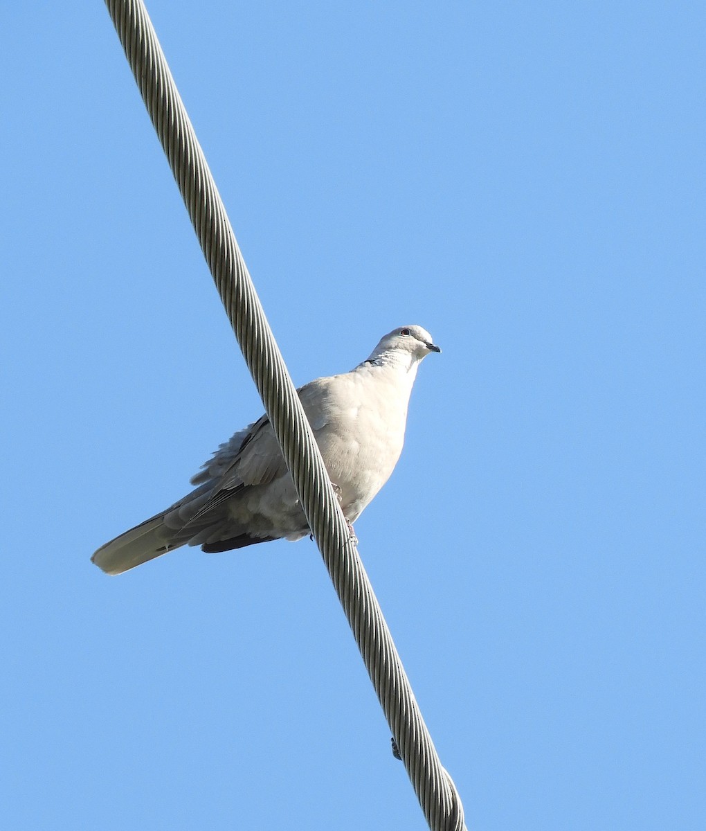 Eurasian Collared-Dove - ML569168381