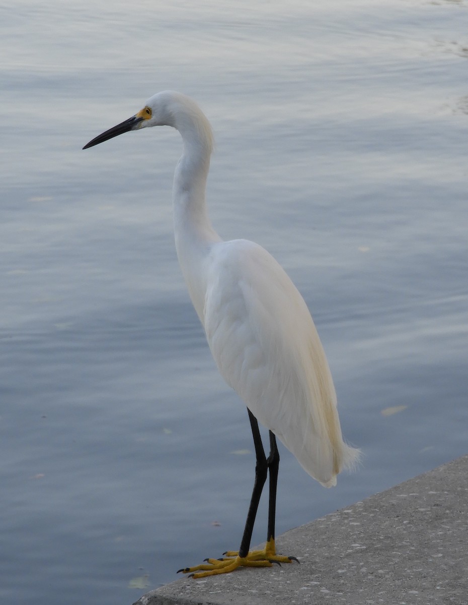 Snowy Egret - Sally Smith