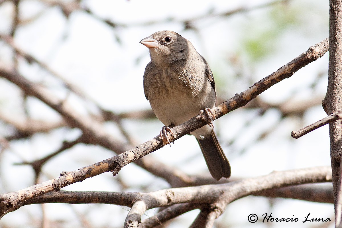 Pileated Finch - Horacio Luna