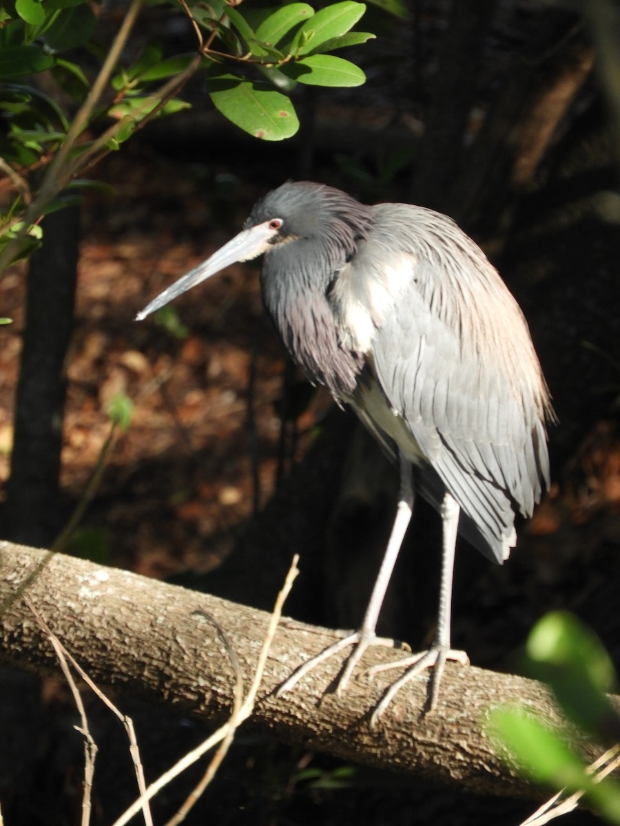 Tricolored Heron - ML569169171