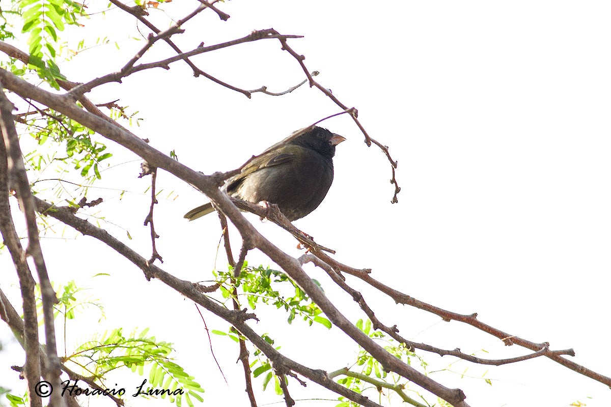 Black-faced Grassquit - ML56916941