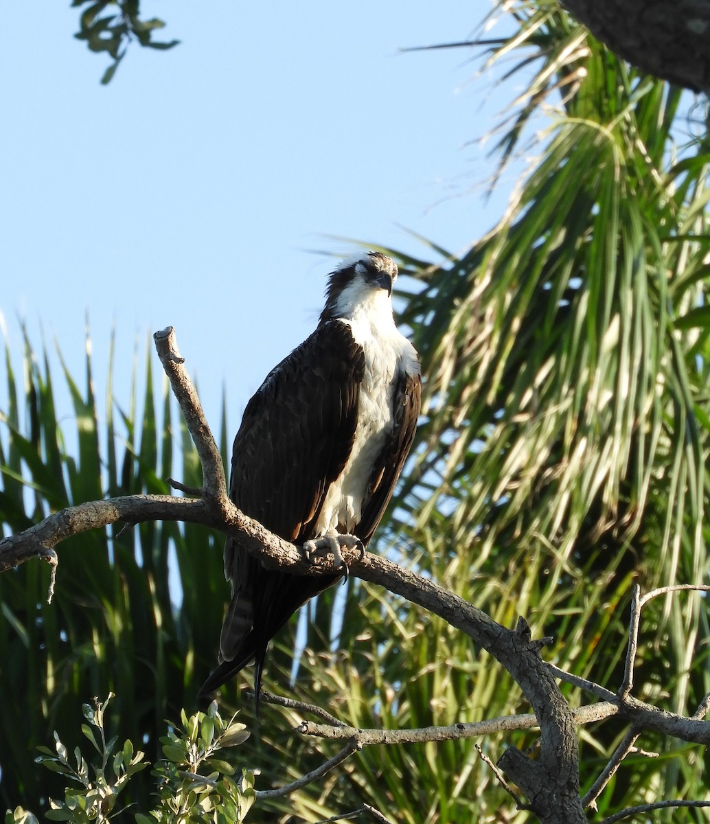 Águila Pescadora - ML569169681