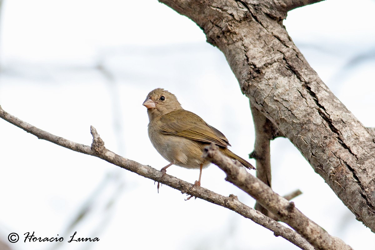 Black-faced Grassquit - ML56916971