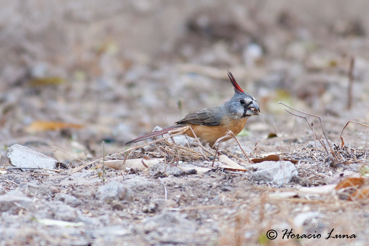 Vermilion Cardinal - ML56917011