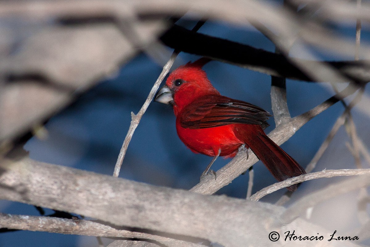 Vermilion Cardinal - ML56917021