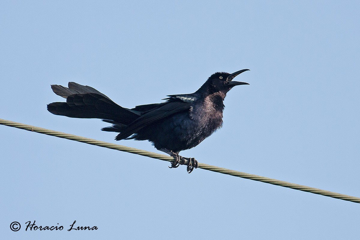 Great-tailed Grackle - Horacio Luna