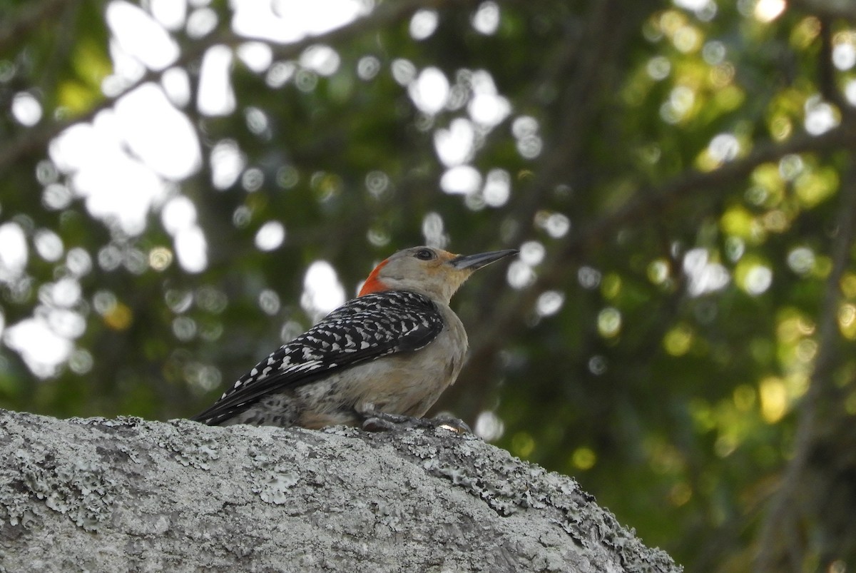 Red-bellied Woodpecker - ML569170851