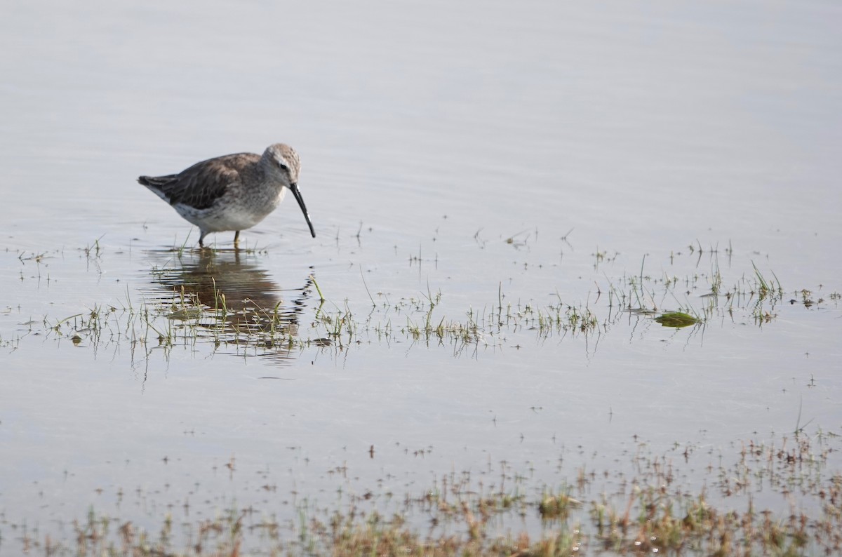 Stilt Sandpiper - ML569171281