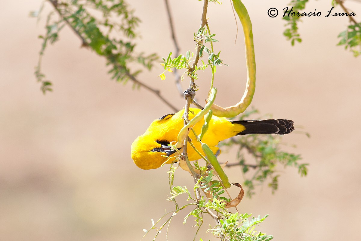 Yellow Oriole - ML56917131