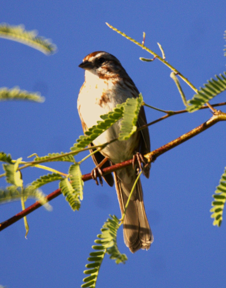 Song Sparrow - ML569171731