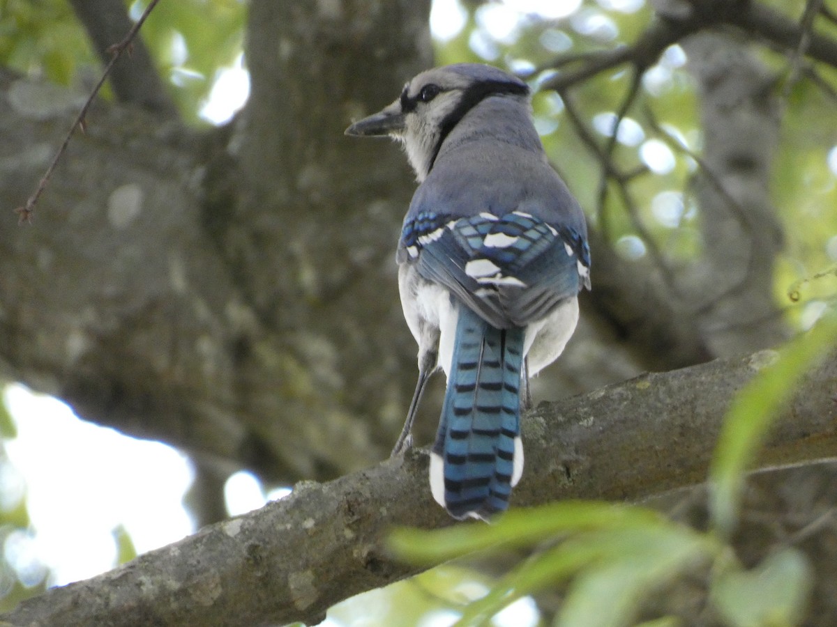 Blue Jay - ML569171861