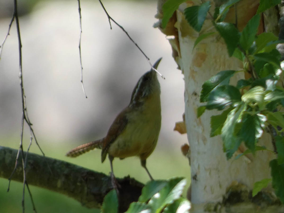 Carolina Wren - Larissa  Barrios