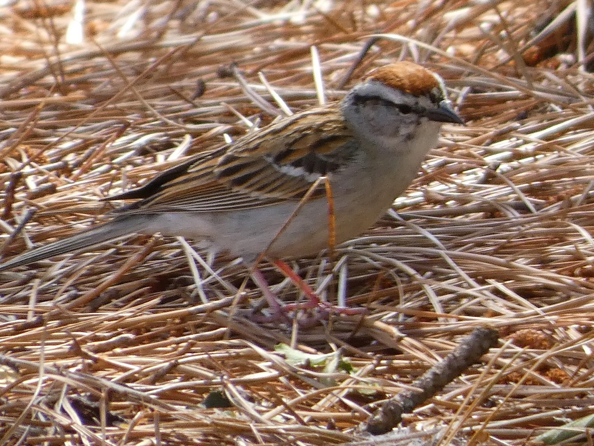 Chipping Sparrow - Larissa  Barrios