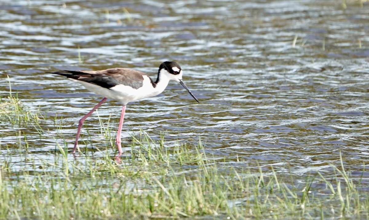 Black-necked Stilt - ML569172281