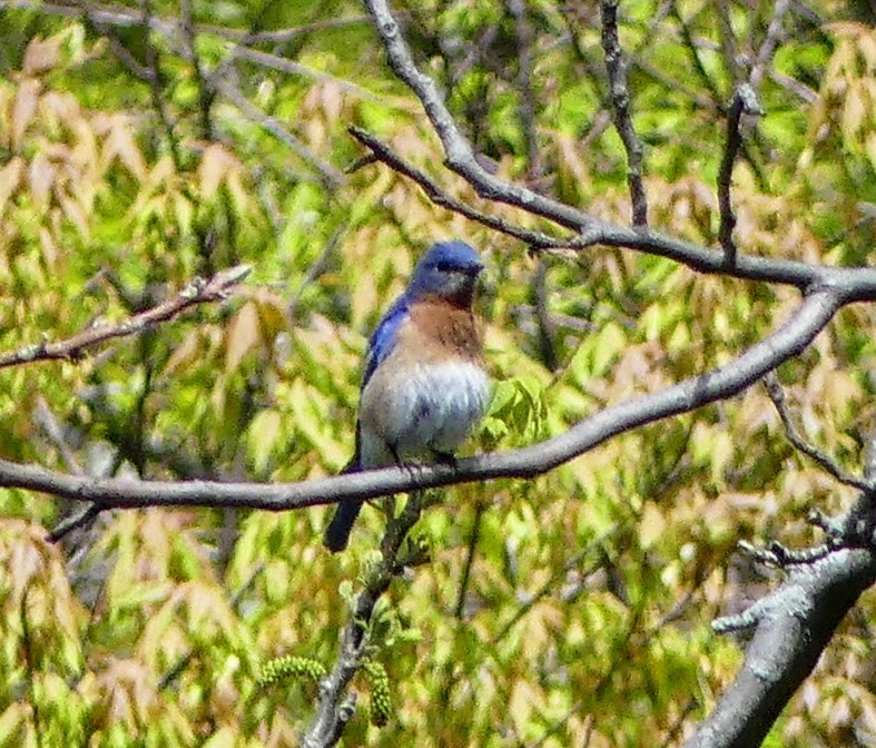 Eastern Bluebird - ML569172441