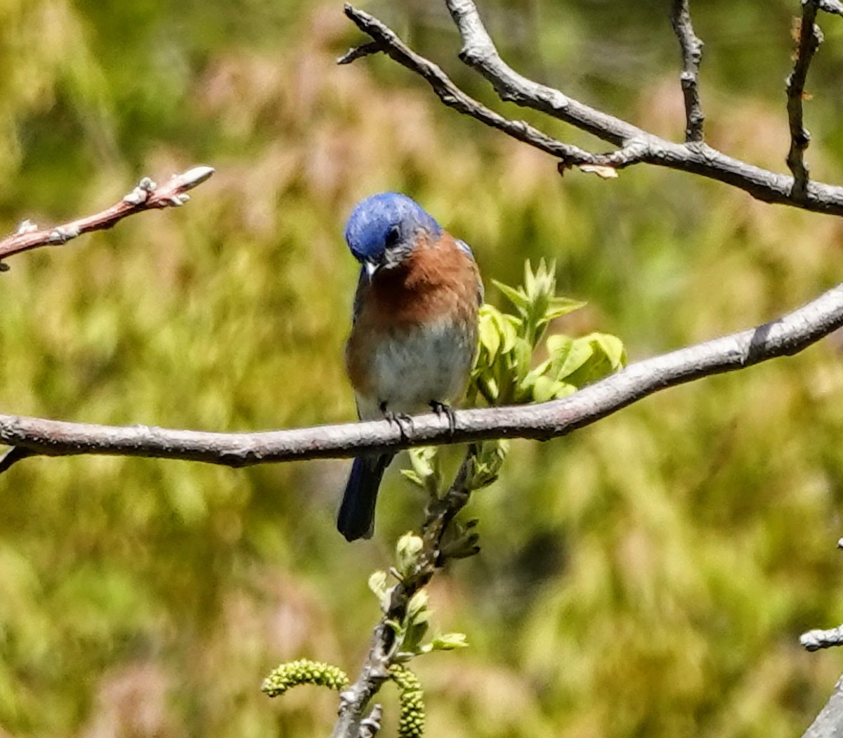 Eastern Bluebird - ML569172451