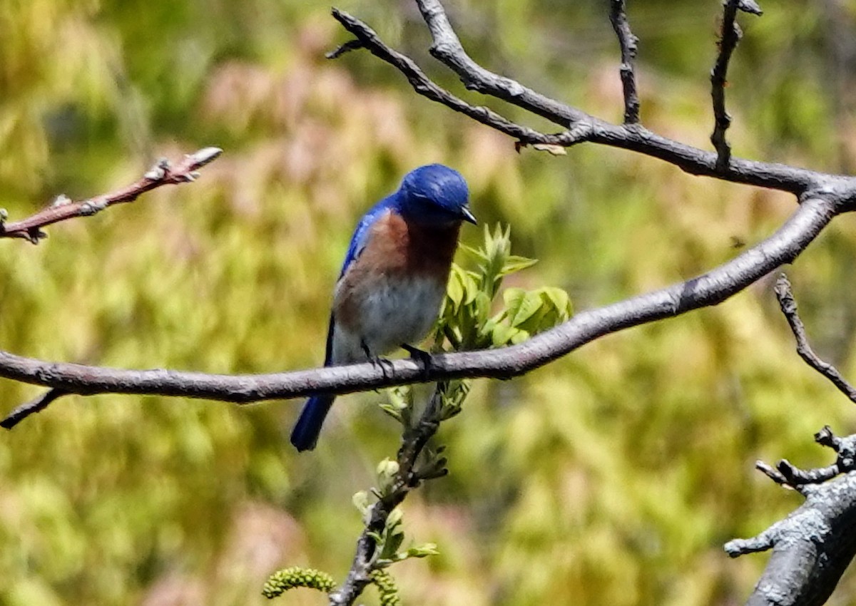 Eastern Bluebird - ML569172461