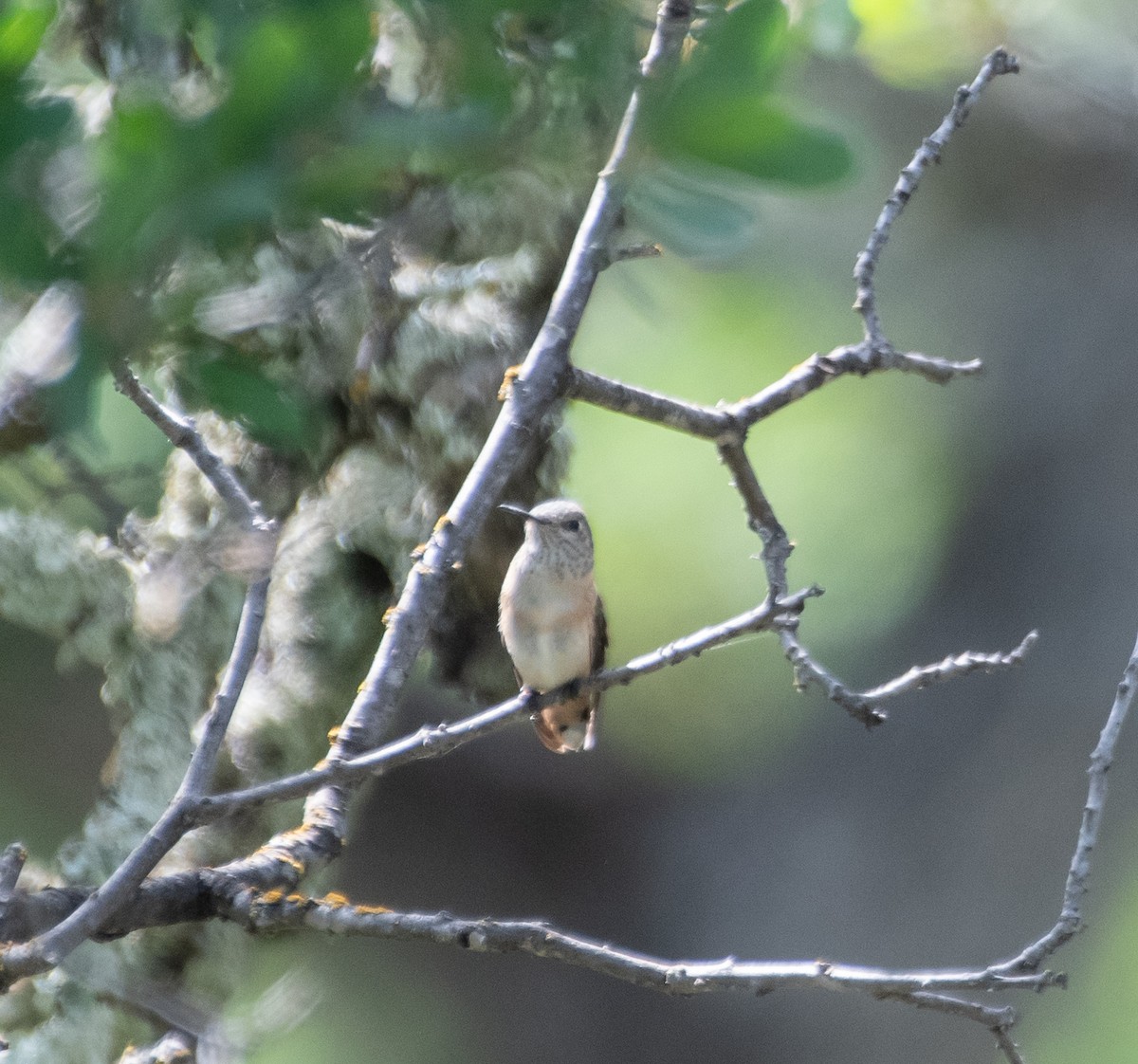 Calliope Hummingbird - ML569172571