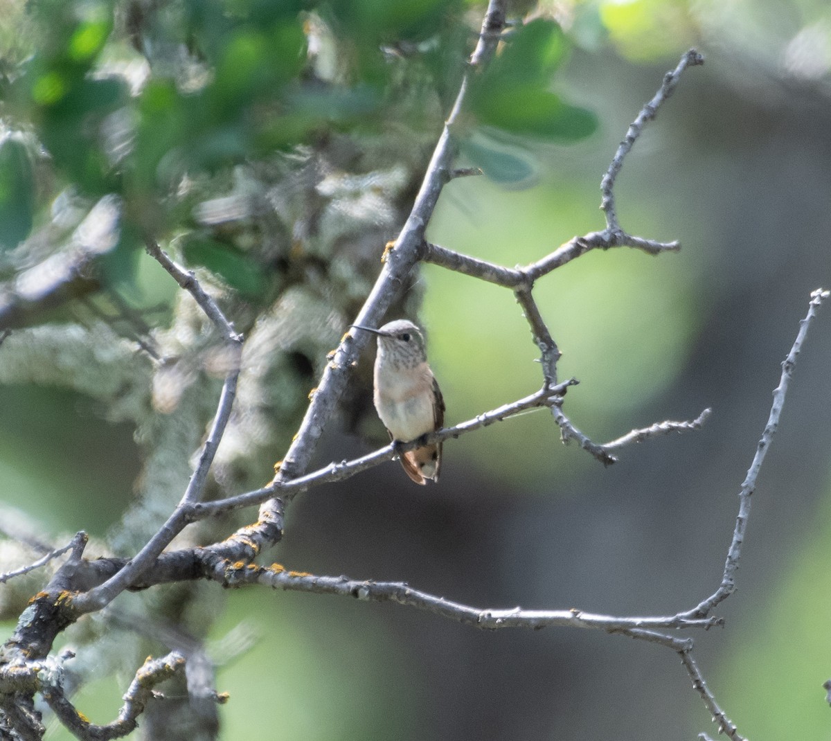 Calliope Hummingbird - ML569172581