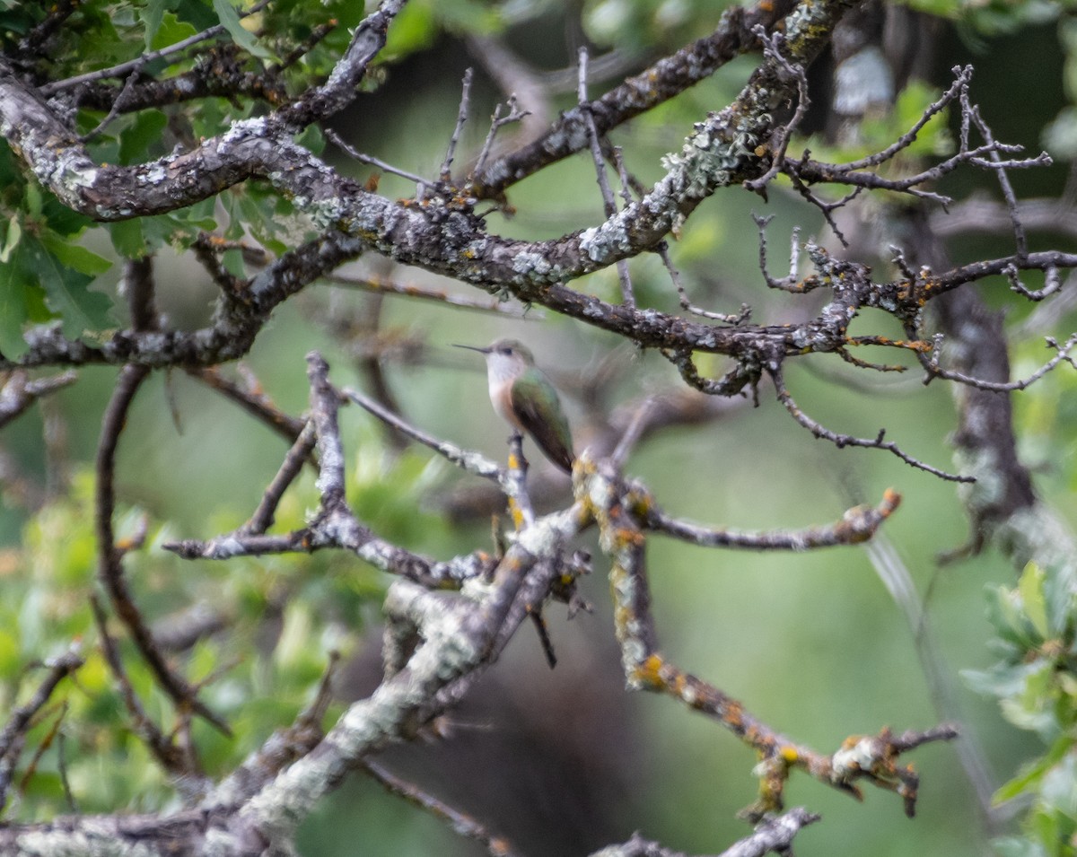 Calliope Hummingbird - ML569172591
