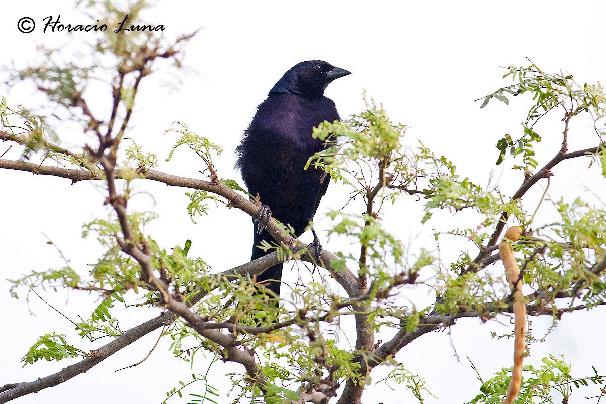 Shiny Cowbird - ML56917261