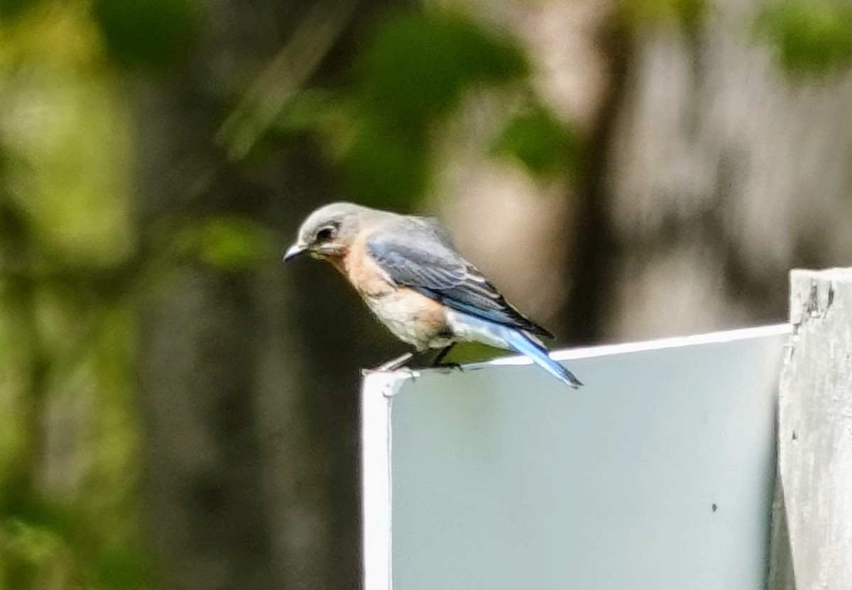 Eastern Bluebird - ML569172731