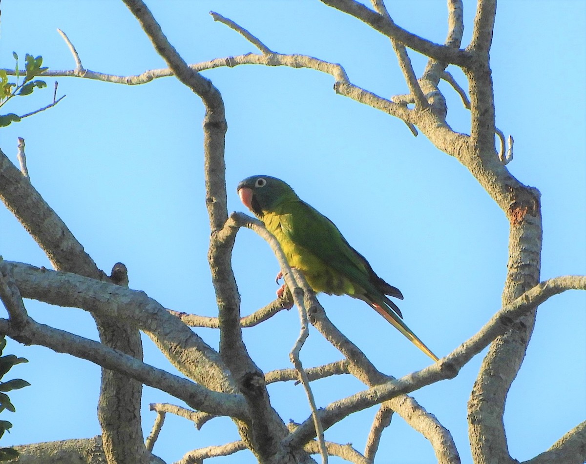 Blue-crowned Parakeet - ML569172981