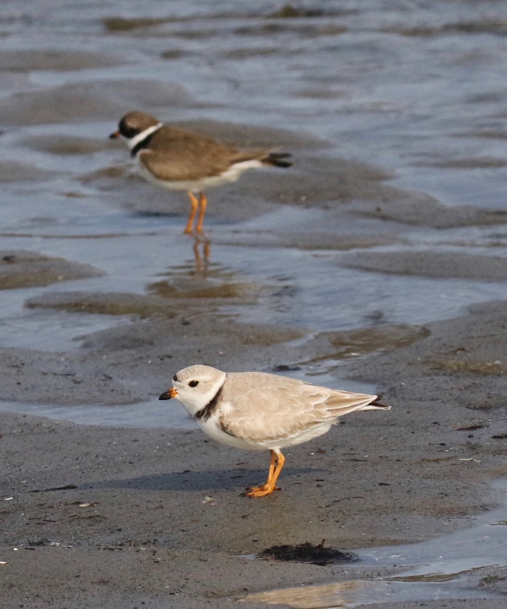 Semipalmated Plover - ML569173231