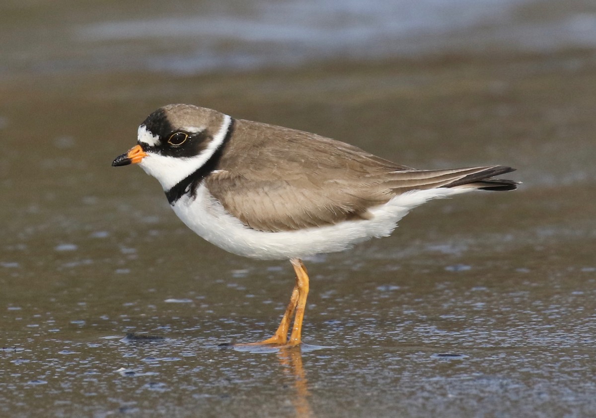 Semipalmated Plover - ML569173241