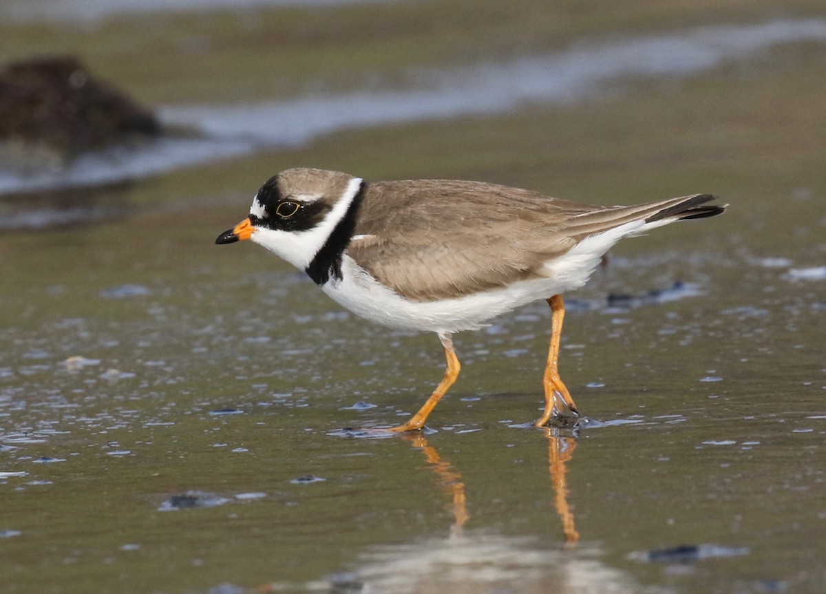 Semipalmated Plover - ML569173251