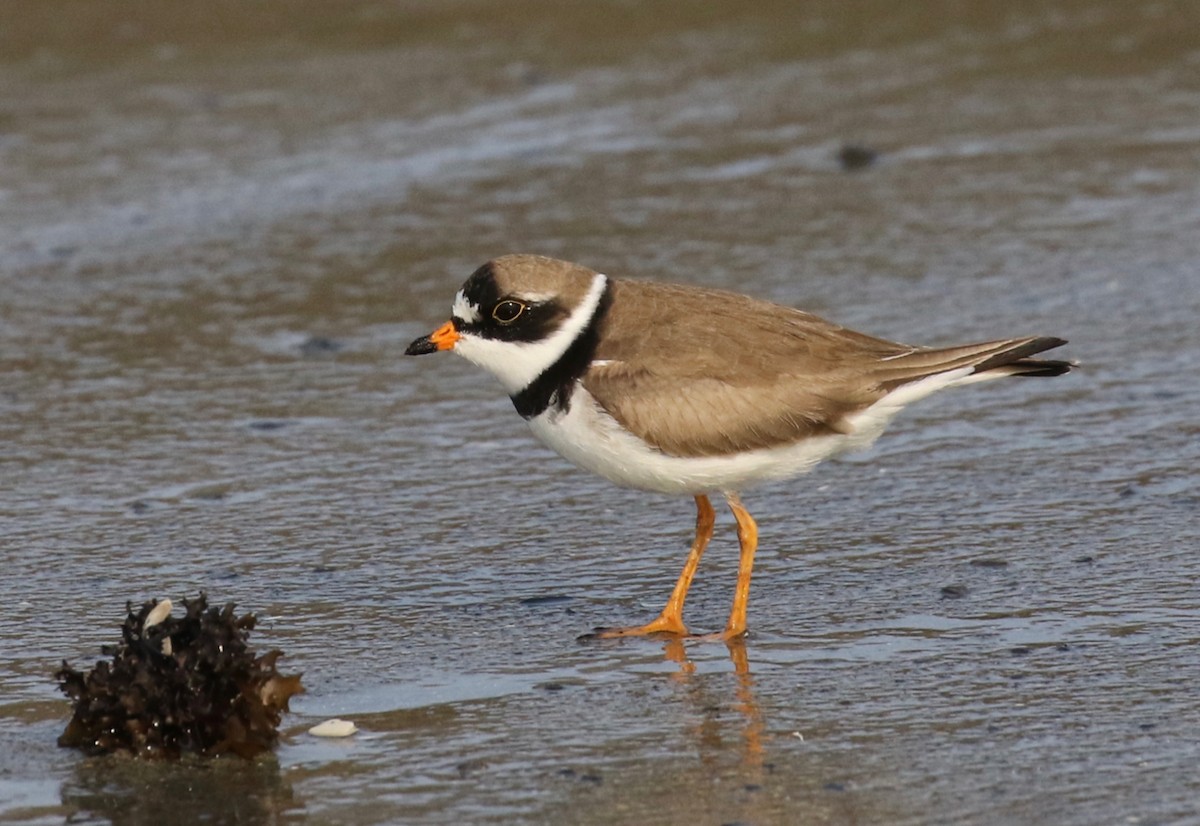 Semipalmated Plover - ML569173261