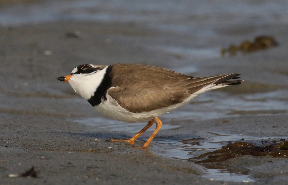 Semipalmated Plover - ML569173271
