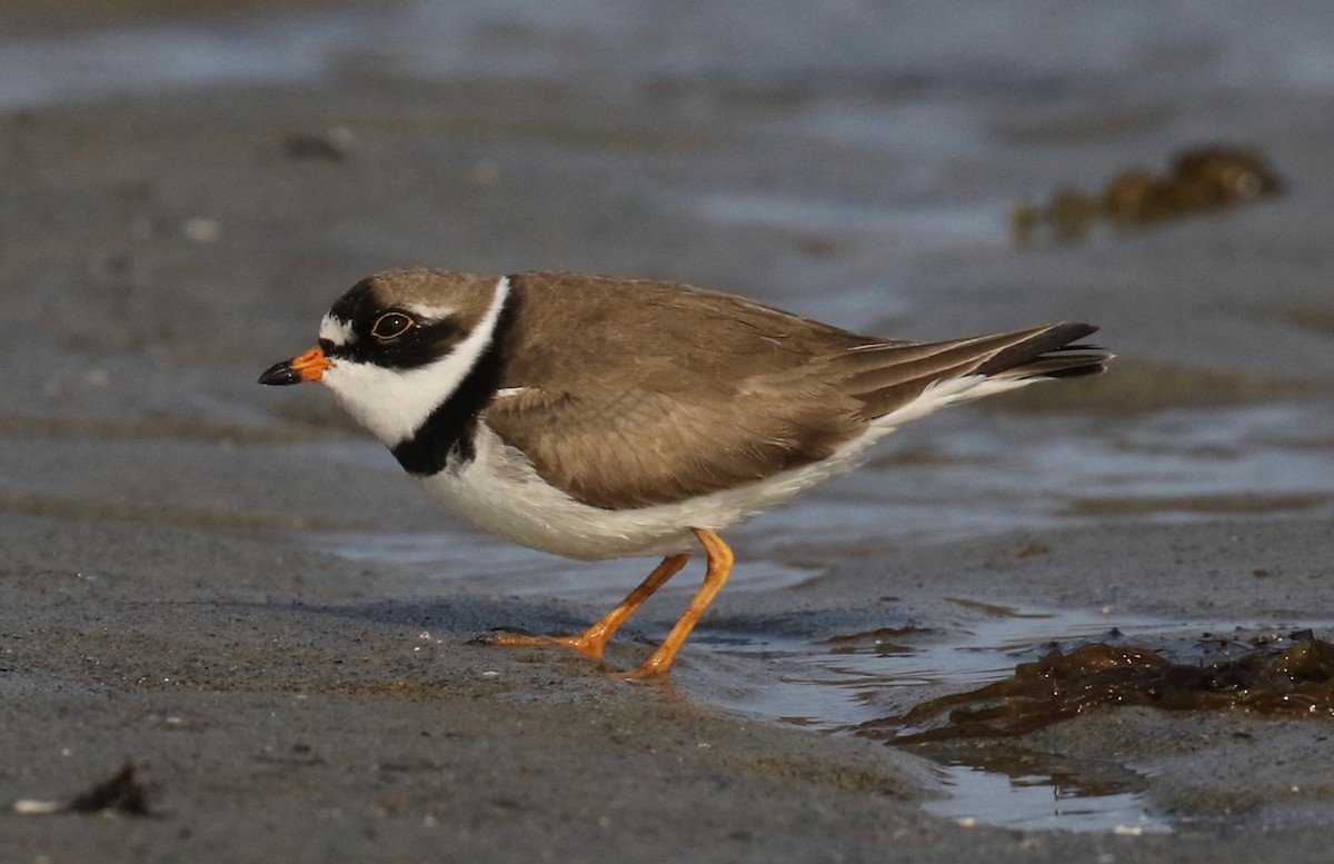 Semipalmated Plover - ML569173281