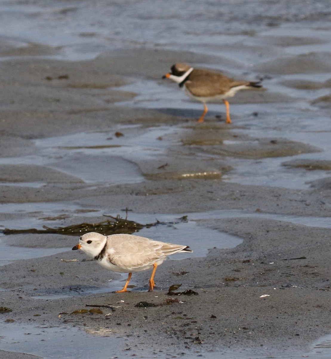 Semipalmated Plover - ML569173291