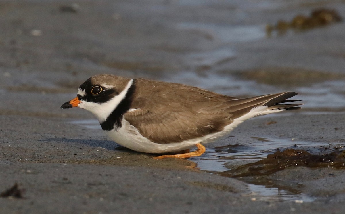 Semipalmated Plover - ML569173301