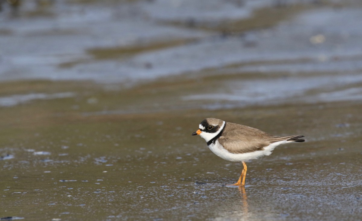 Semipalmated Plover - ML569173311