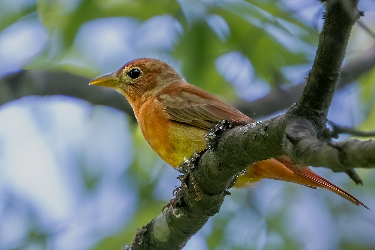 Summer Tanager - Bill Wood