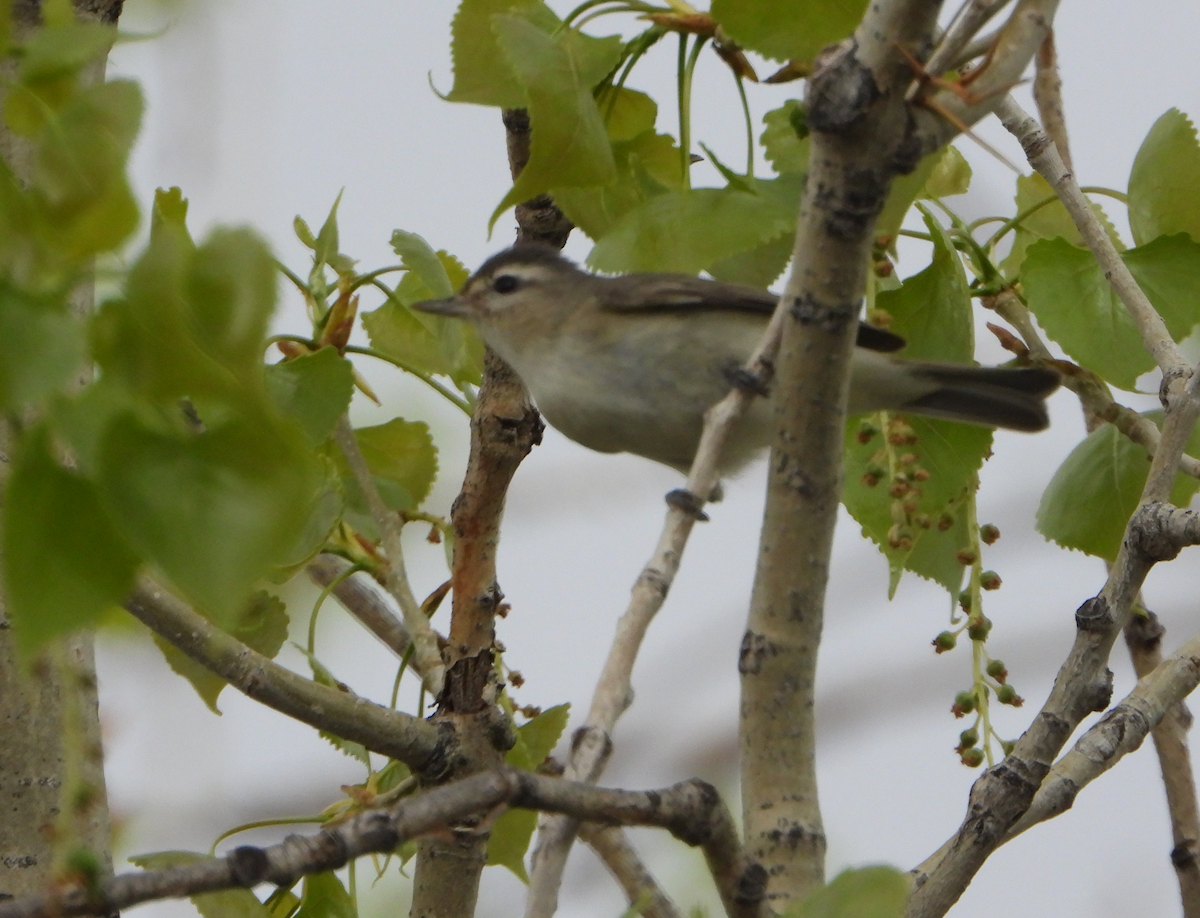 Warbling Vireo - ML569173421