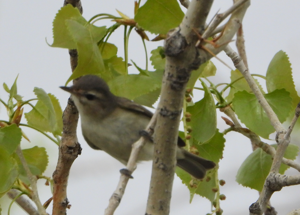 Warbling Vireo - ML569173451