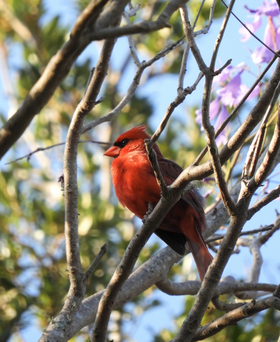 Northern Cardinal - ML569174121