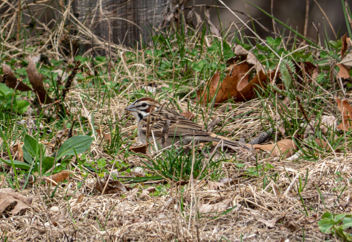 Lark Sparrow - ML569174221