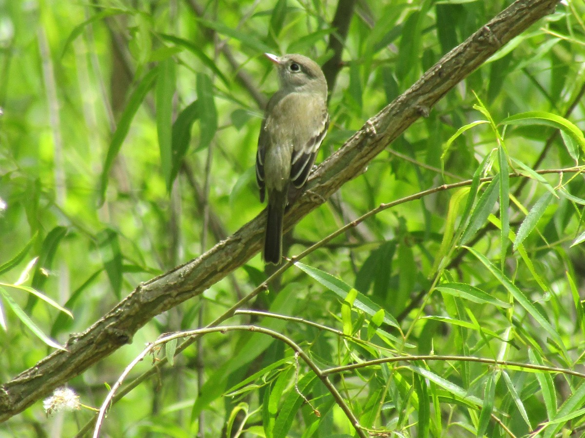 Least Flycatcher - ML569174231
