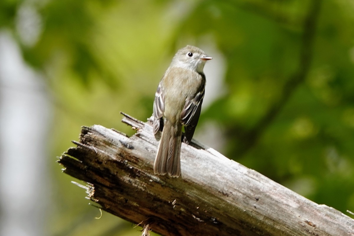 Least Flycatcher - ML569174481