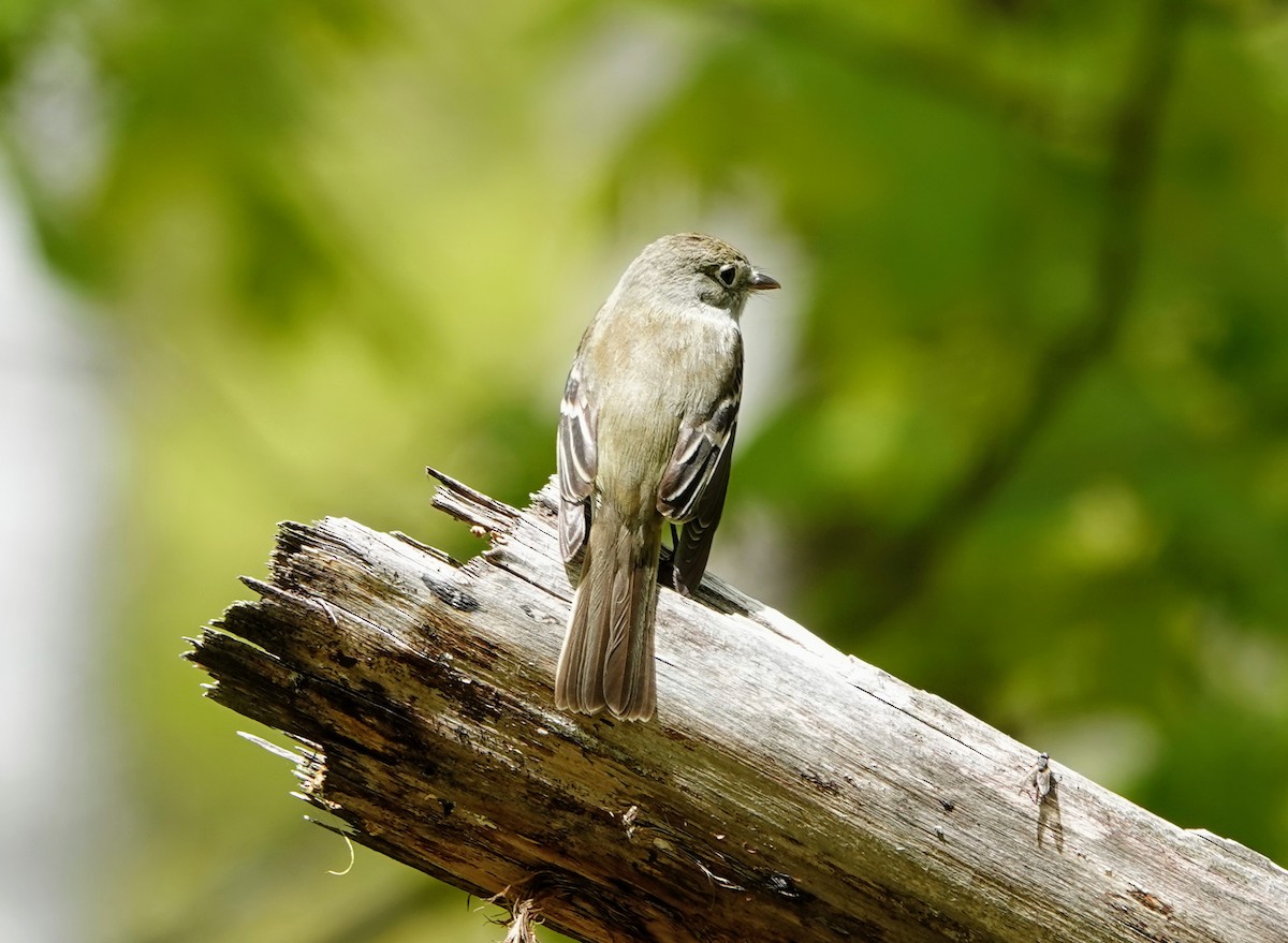 Least Flycatcher - ML569174491