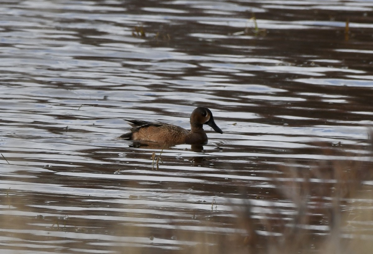 Blue-winged x Cinnamon Teal (hybrid) - ML569174631