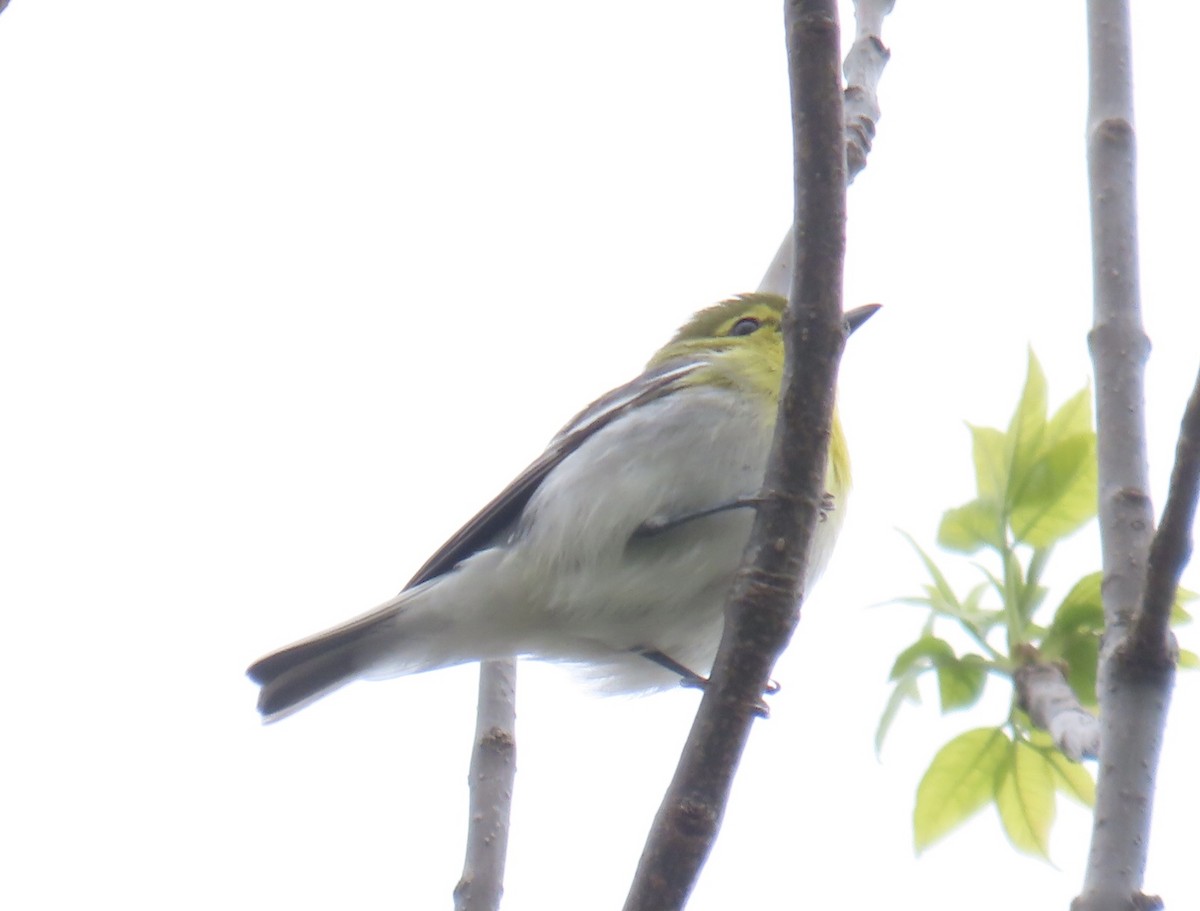 Viréo à gorge jaune - ML569174831